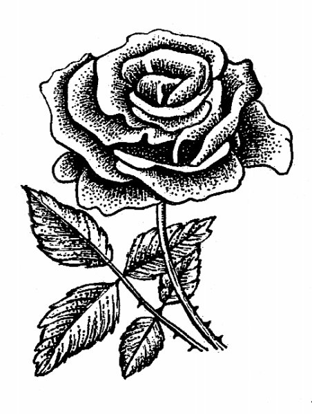174 Szőreg, rózsa